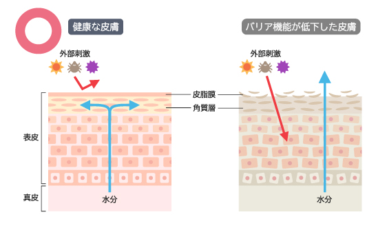 お肌のバリア機能のイラストです。